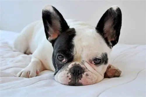 Franse bulldog