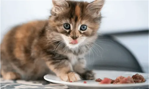 Maine Coon kitten ուտում