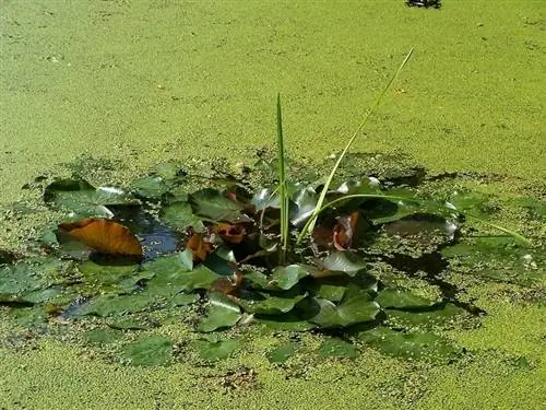 duckweed