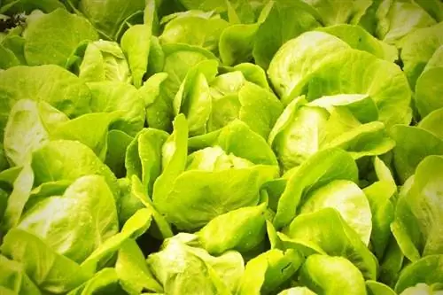 dej lettuce