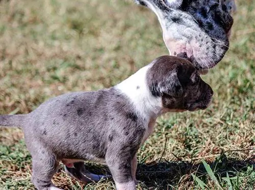 gran danés madre olfateando cachorro