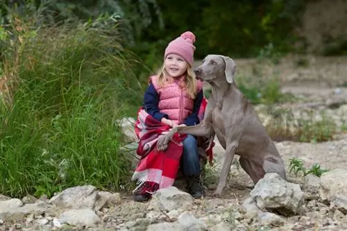 Weimaraners ከልጆች ጋር ጥሩ ናቸው? እንዲስማሙ እንዴት ማድረግ እንደሚቻል