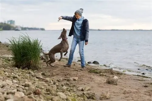 weimaraner-παίζω-με-αγόρι-παραλία