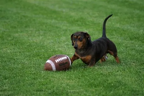 perro salchicha con futbol