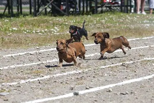 Dachshund რბოლა Rathdrum-ში, აიდაჰო