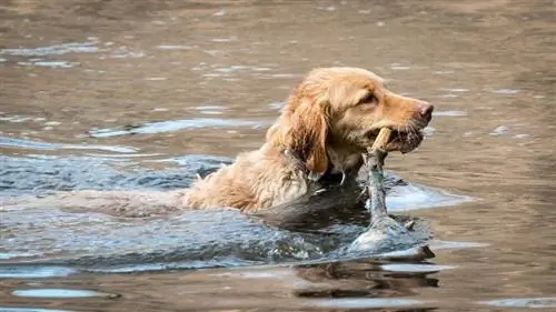 golden retriever wat in 'n meer swem