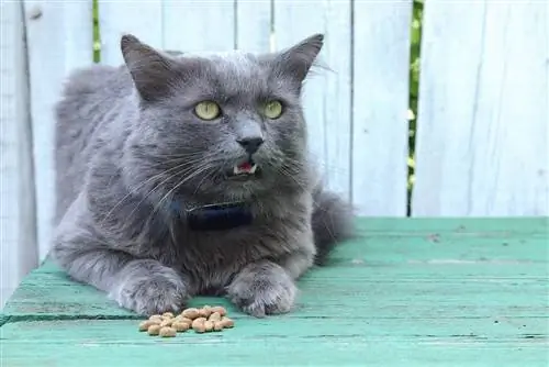 debela nebelung mačka jede na otvorenom