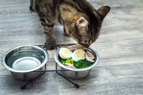 kucing makan telur rebus dan brokoli