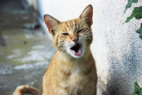 gato laranja miando