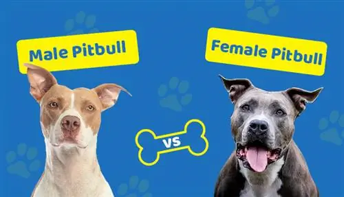 Pitbull Terriers masculins i femenins: quina diferència hi ha (amb imatges)