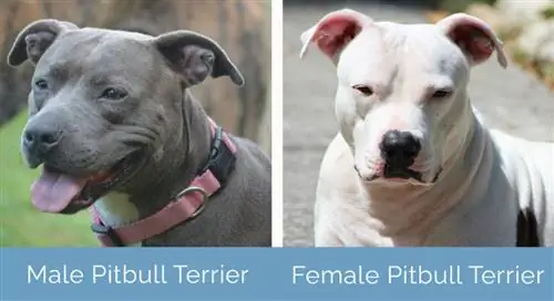 Mascul vs Femeie Pitbull unul lângă altul