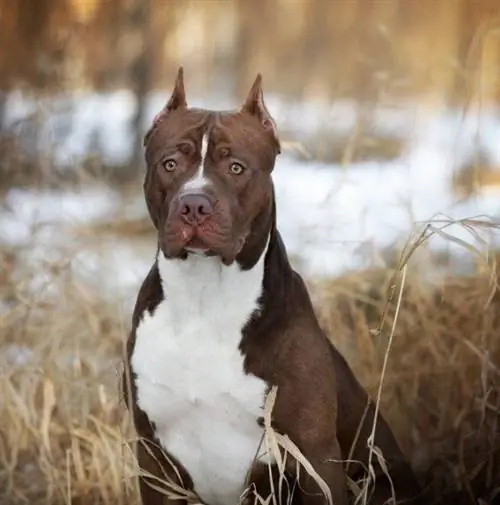 pit bull terrier