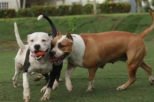 pitbulls jogando