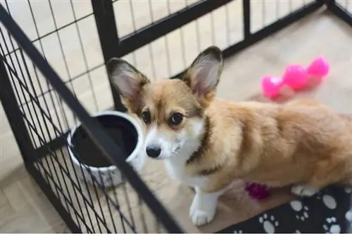 welsh corgi menyuam dev nyob rau hauv ib lub crate thaum lub sij hawm kev cob qhia crate