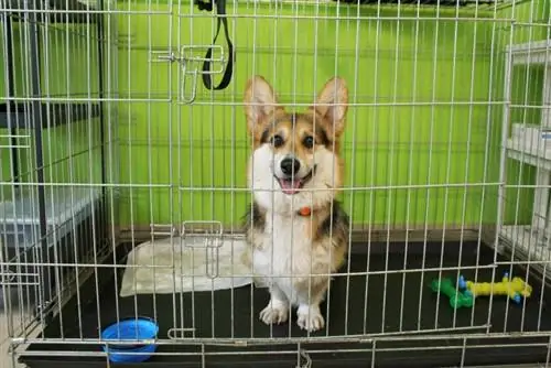 Corgi nyob rau hauv ib lub crate