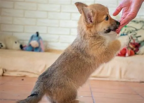 cucciolo di corgi che lecca la mano del proprietario