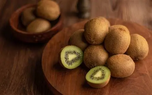 Kunnen cavia's kiwi eten? Door dierenartsen beoordeelde voedingsfeiten & FAQ