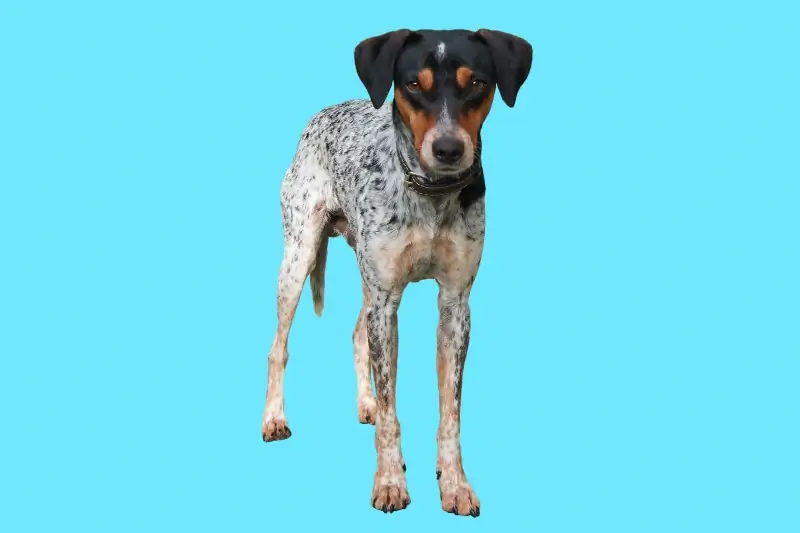 Dalmatian Dachshund Mix: Картинки, Care Guide, Temperament & Traits