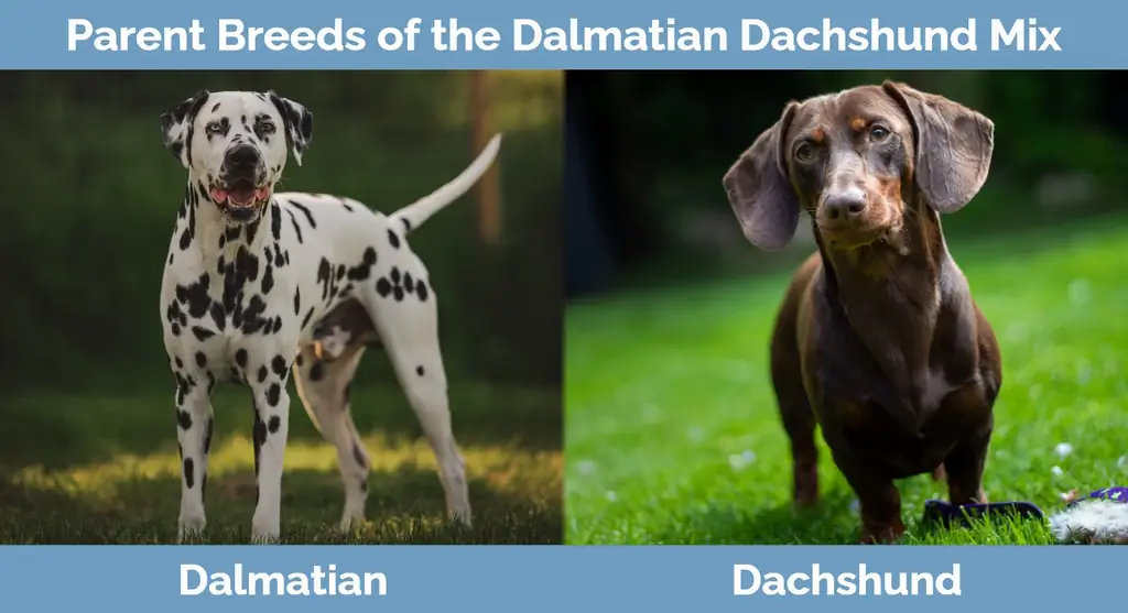 Raças progenitoras de dálmata Dachshund Mix