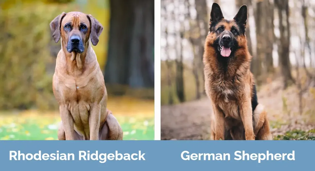 Rhodesian Ridgeback versus Duitse herder - Visuele verschillen