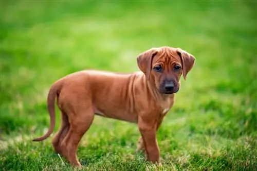 Rhodesian Ridgeback Welpe