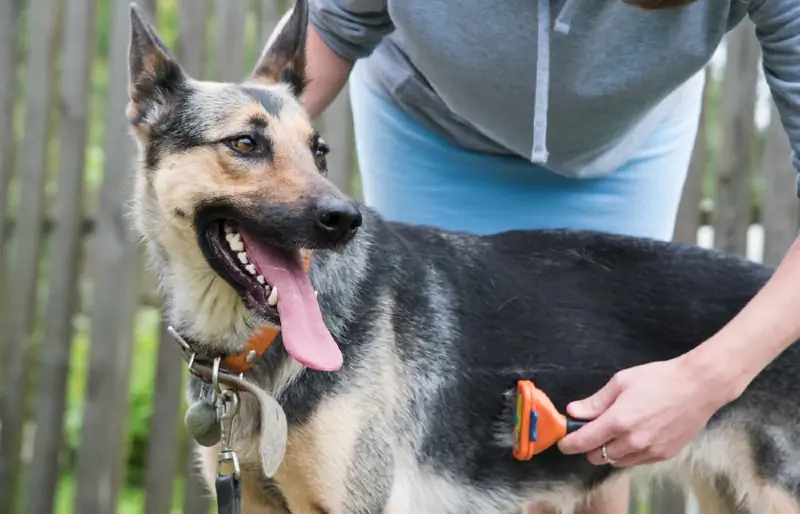 Person, die einen deutschen Schäferhund pflegt