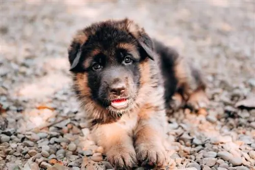 cachorro de pastor alemán negro y rojo