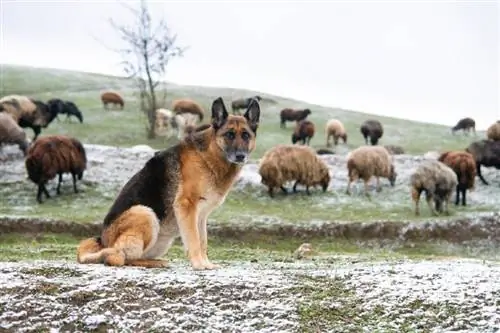 duitse herder die de lever bewaakt