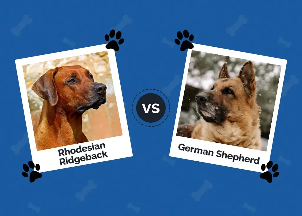 Rhodesian Ridgeback versus Duitse herder: de belangrijkste verschillen (met afbeeldingen)