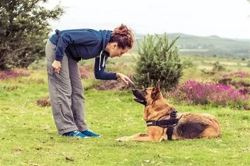 vrou wat Duitse herder leer om pote op die vloer te hou