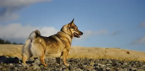 Švedski Vallhund - Podaci o pasmini pasa: slike, osobnost & Činjenice