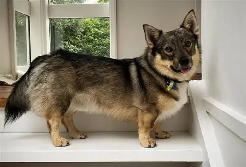 swedishvallhund وصديق آذان مدببة