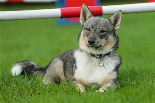 szwedzki Vallhund