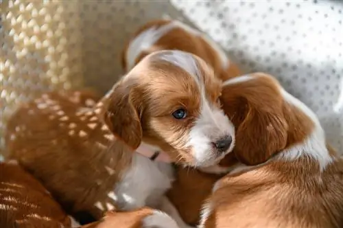 welsh springer spaniel puppies