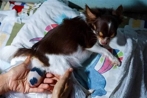 chihuahua donant a llum