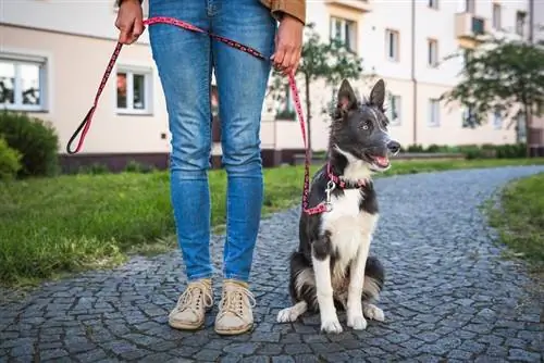 Κουτάβι Border collie που κάθεται δίπλα στον ιδιοκτήτη