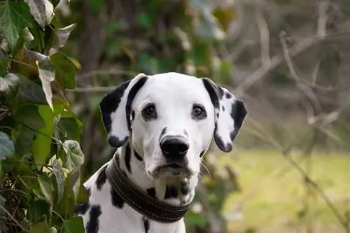 Maklumat Baka Anjing Dalmatian