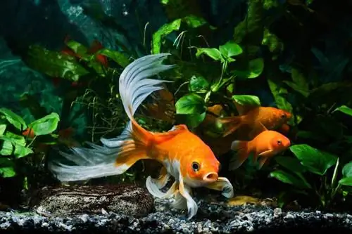 Goldfish ua luam dej nyob rau hauv ib tug hnyav cog tank