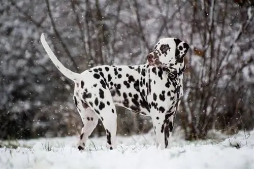 dalmatian berdiri di atas salji