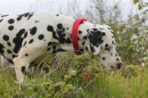 dalmatian di atas rumput