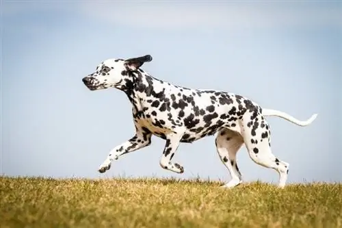 Lopende dalmatiër