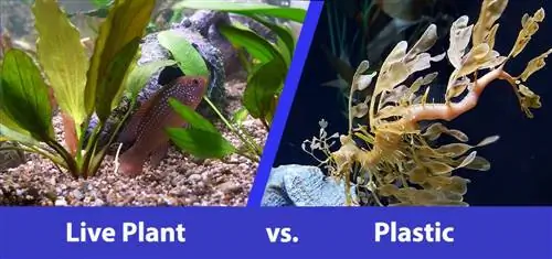 Lewendige vs Plastiekplante vir Goudvis-akwarium: Wat is beter?