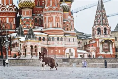 Ruski Border Collie