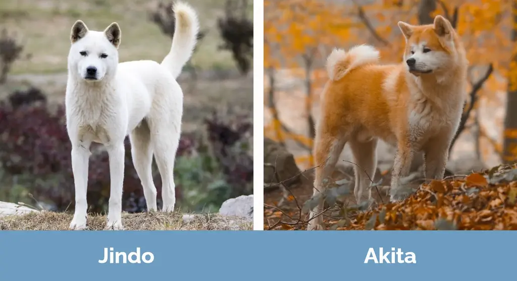 Jindo vs Akita - Qhov txawv ntawm qhov pom