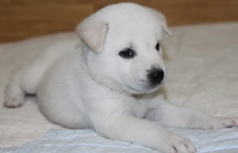 Koreanischer Jindo-Hündchen