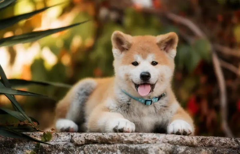 akita inu pentu ulkona