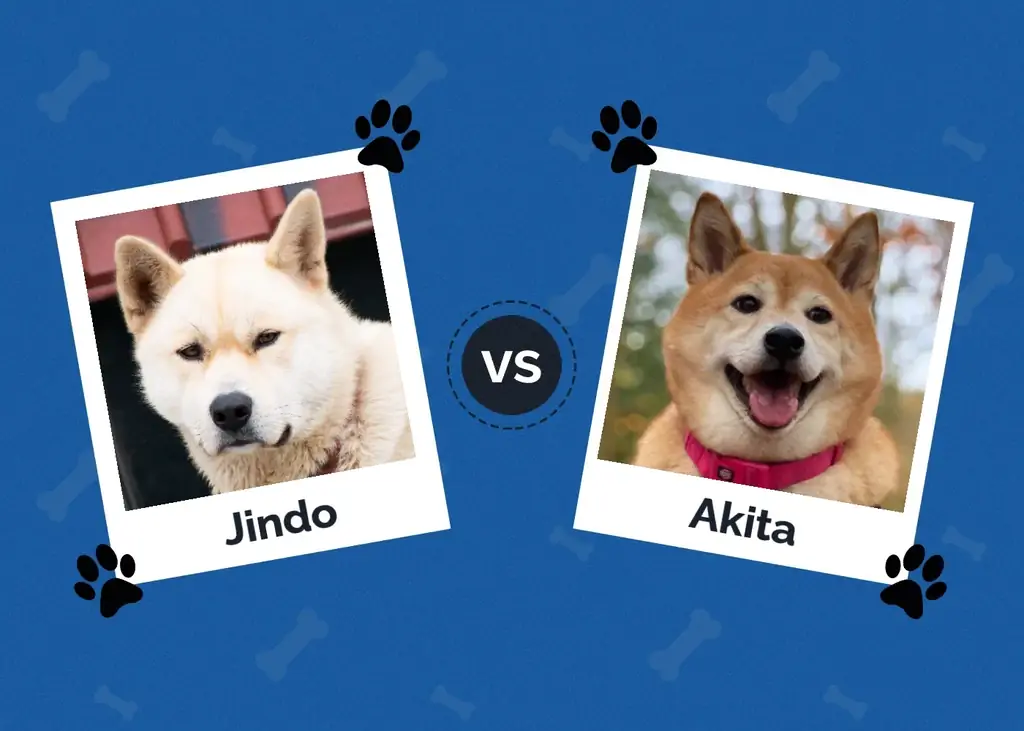 Jindo vs Akita: ความแตกต่างหลัก (พร้อมรูปภาพ)