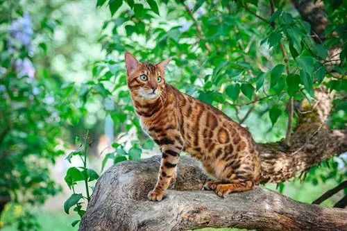 Marumaru Bengal