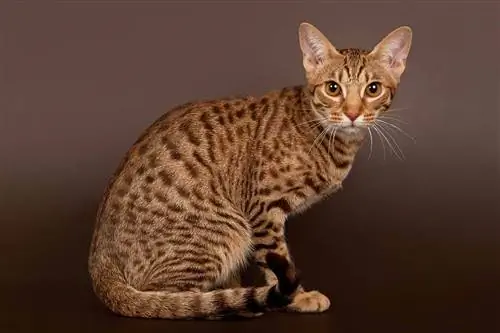 القط ocicat في خلفية بنية