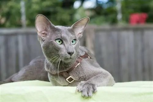 gato gris oriental de pelo corto